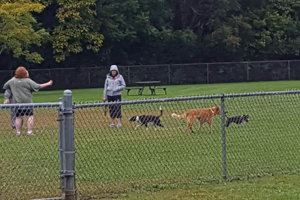 Bradley Station Dog Park